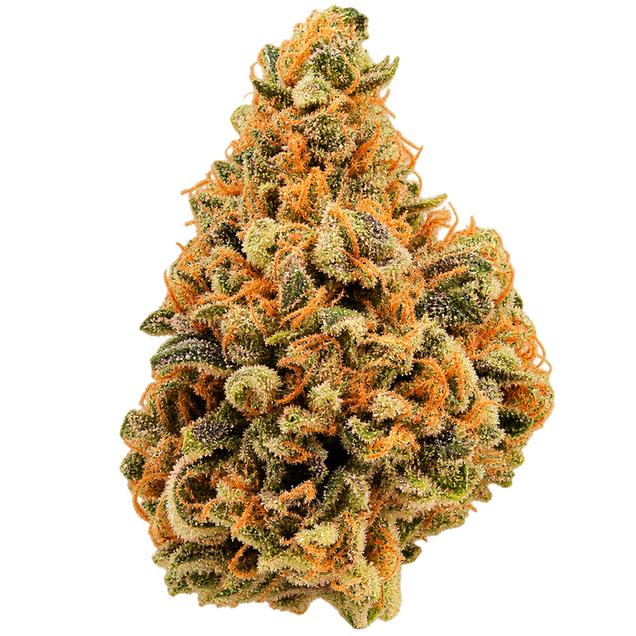 Flores - Hydro - Donny Burger